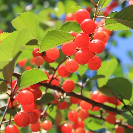 Les De L'ile Bed & Breakfast Longeville-les-Metz