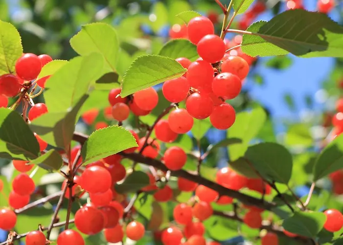 Les De L'ile Bed & Breakfast Longeville-les-Metz